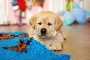Labrador puppies (pure breed)