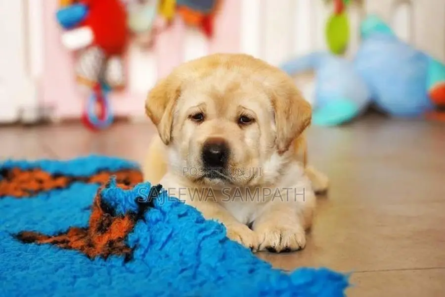 Labrador puppies (pure breed)