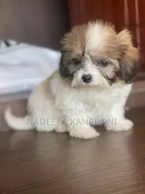 Shih Tzu Puppy