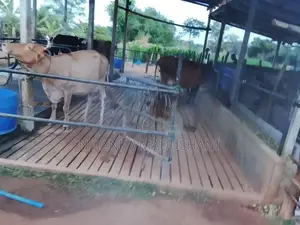 Jersey Cow