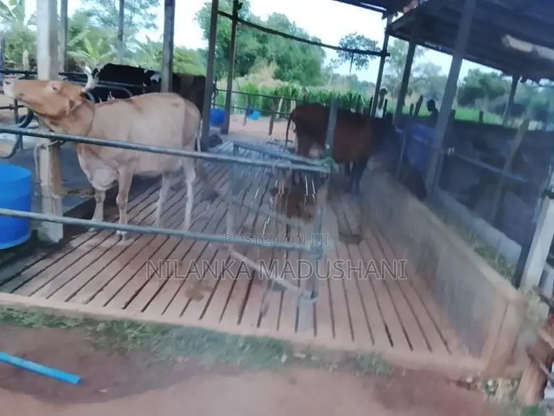 Jersey Cow