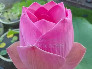Bangkok Lotus Plants
