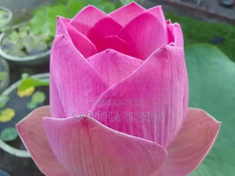 Bangkok Lotus Plants