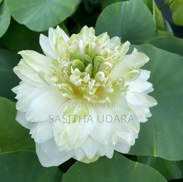 Bangkok Lotus Plants