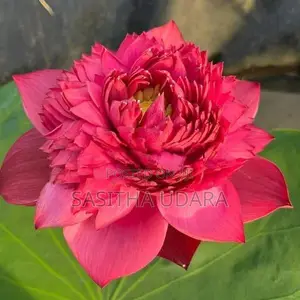 Bangkok Lotus Plants