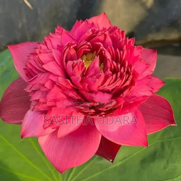 Bangkok Lotus Plants