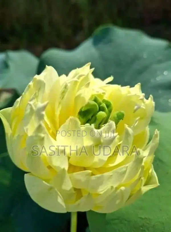 Bangkok Lotus Plants