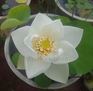 Bangkok Lotus Plants