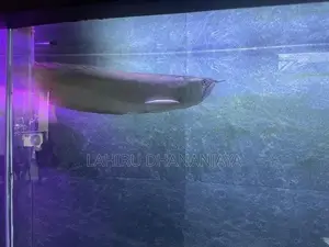 Silver Arowana