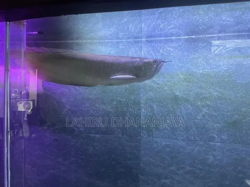 Silver Arowana