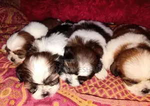 Shih Tzu Puppy