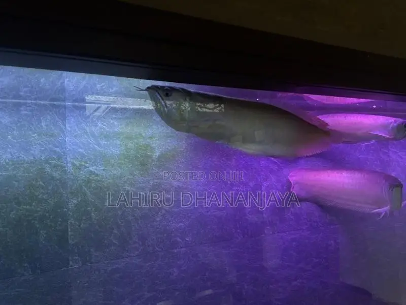 Silver Arowana