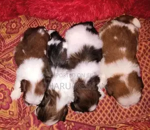 Shih Tzu Puppy