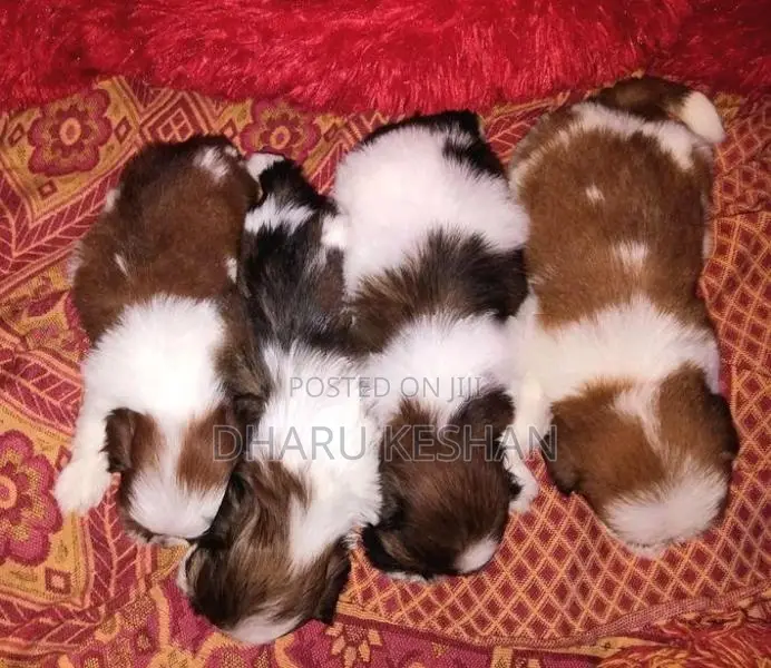 Shih Tzu Puppy