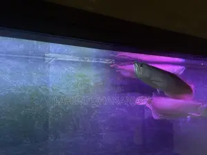 Silver Arowana