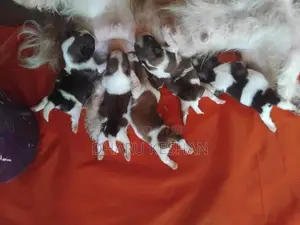 Shih Tzu Puppy
