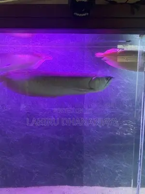 Silver Arowana