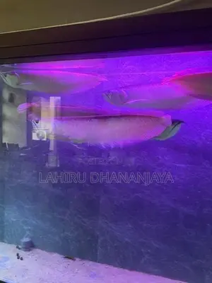 Silver Arowana
