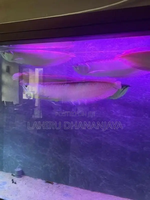 Silver Arowana