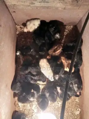 ගම් කුකුළු පැටව් විකිණීමට ඇත