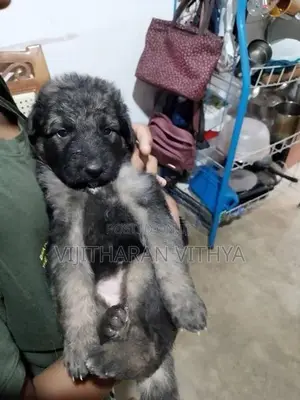 German shepherds
