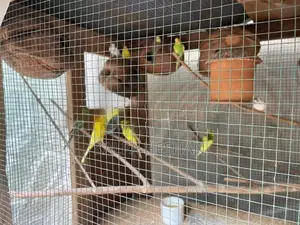 Love Birds