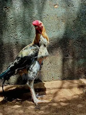 Indian Parrot Beak Long Tail Roster