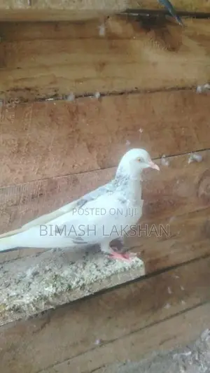 Pigeons