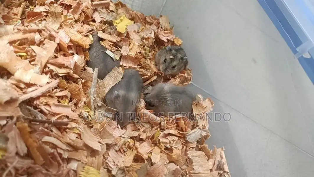 Hamster