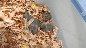 Hamster