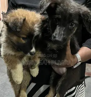 German Shepherd Medium Coat Female Puppies