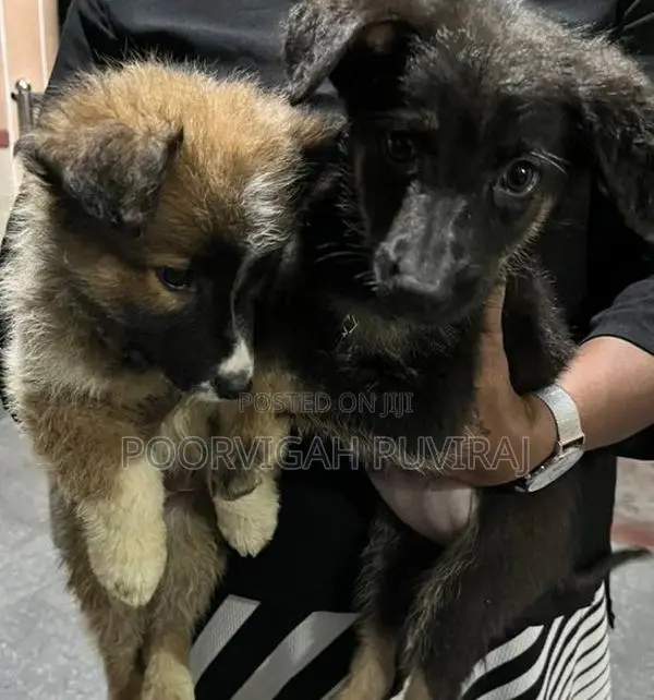 German Shepherd Medium Coat Female Puppies