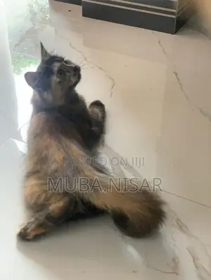 Percian cat