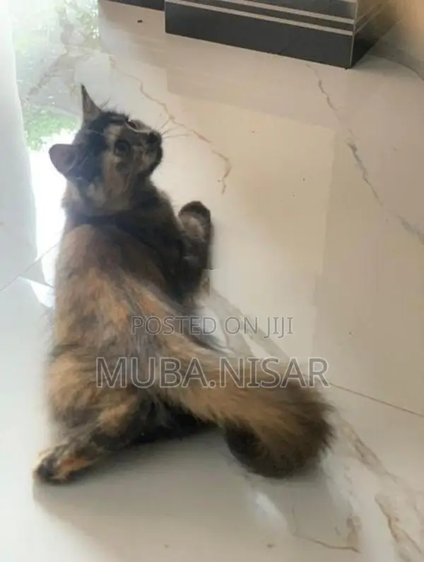 Percian cat