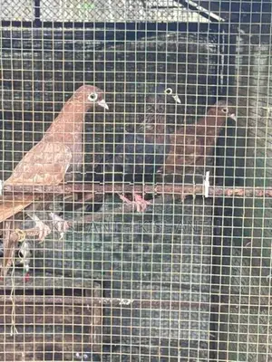 Pigeon
