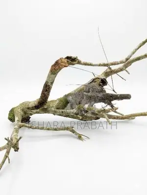 drift wood