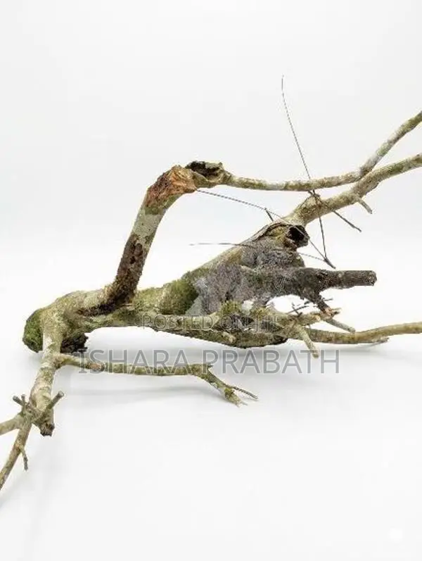drift wood