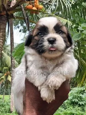 Shih Tzu Male Puppy