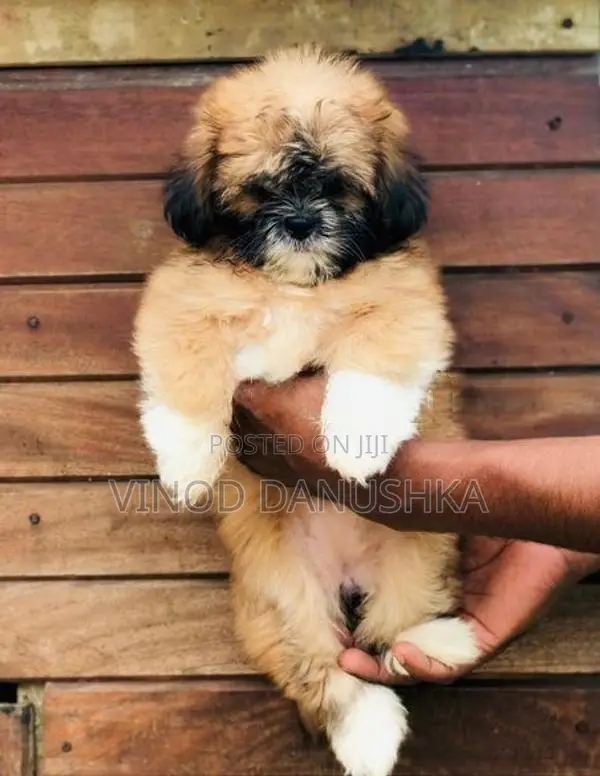 Shih Tzu Puppies
