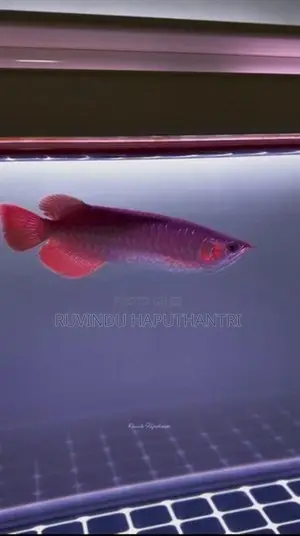 Chili Red Arowana