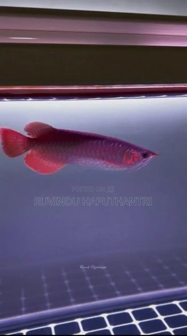 Chili Red Arowana