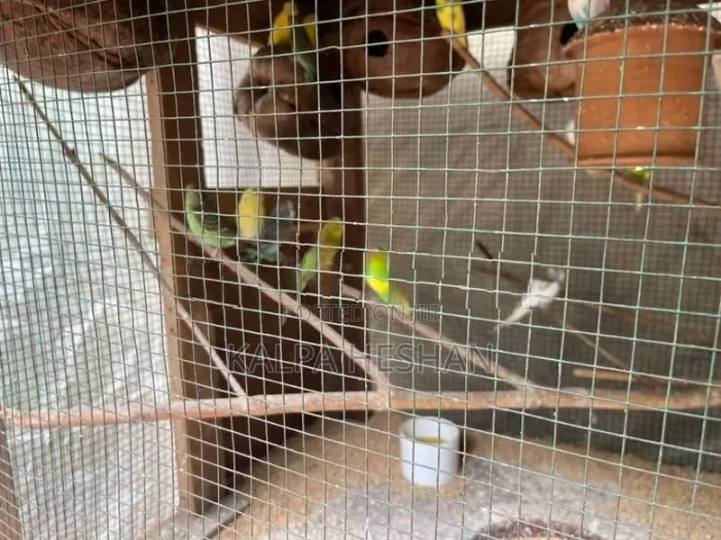 Love Birds