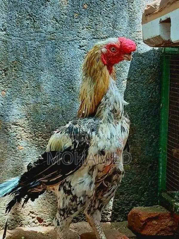 Indian Parrot Beak Long Tail Roster