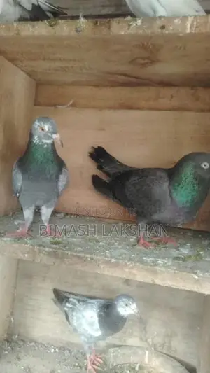 Pigeons