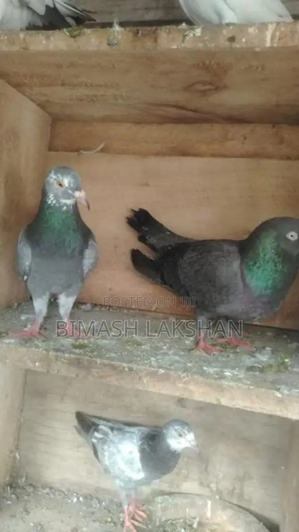 Pigeons