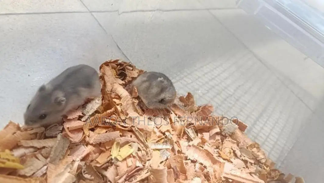 Hamster