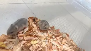 Hamster