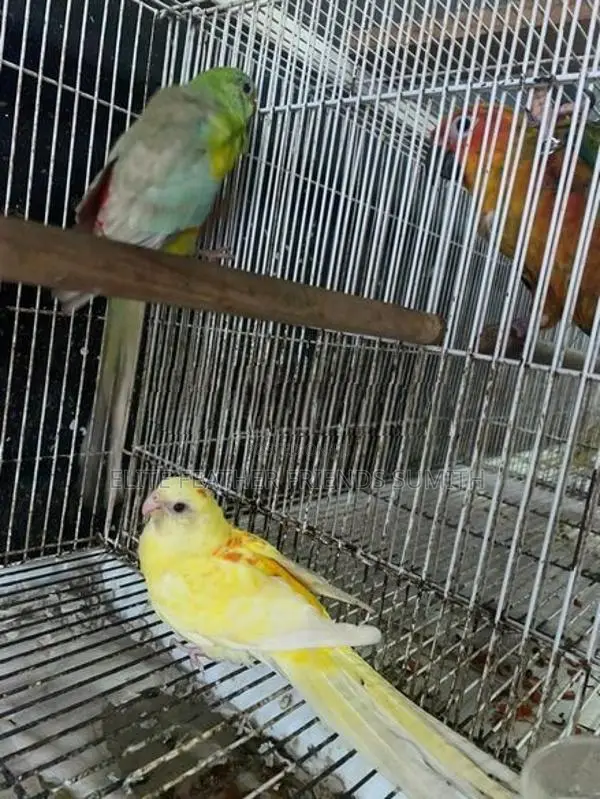 Red Rump Breeding Pair
