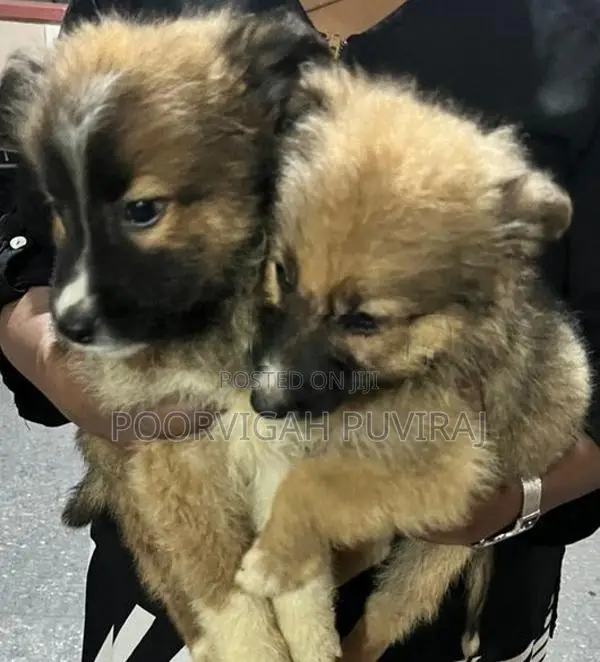 German Shepherd Medium Coat Female Puppies