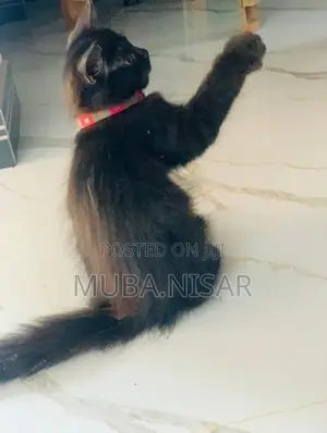 Percian cat